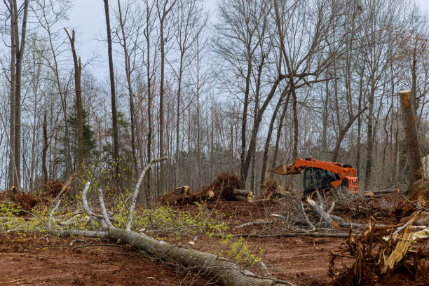  , UT Tree Care Pros